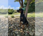 Puppy Black collar Doberman Pinscher