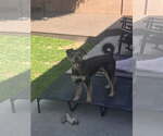 Small #7 Poodle (Standard) Mix