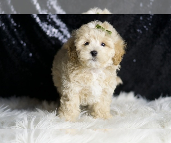 Medium Photo #2 Maltipoo Puppy For Sale in WARSAW, IN, USA