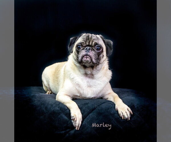 Medium Photo #1 Pug Puppy For Sale in Hot Springs Village, AR, USA
