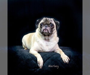 Pug Dogs for adoption in Hot Springs Village, AR, USA