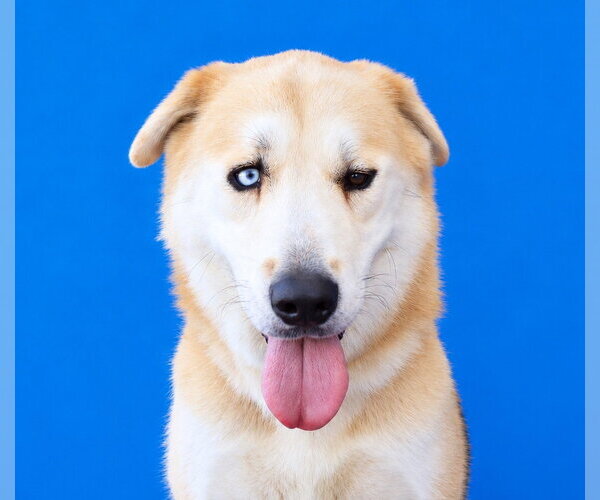 Medium Photo #1 German Shepherd Dog Puppy For Sale in Pasadena, CA, USA