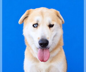 German Shepherd Dog Dogs for adoption in Pasadena, CA, USA