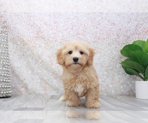 Cavapoo Puppy for sale in MARIETTA, GA, USA