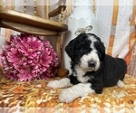 Small Photo #33 Aussiedoodle Puppy For Sale in COMMERCE, MI, USA