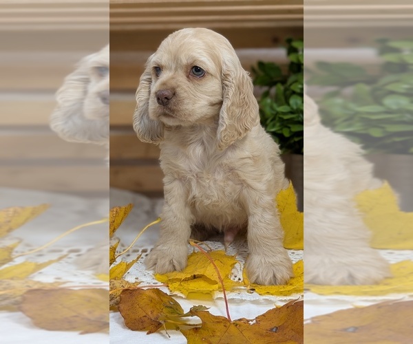 Medium Photo #6 Cocker Spaniel Puppy For Sale in GOSHEN, IN, USA
