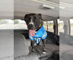Small #1 American Bulldog Mix