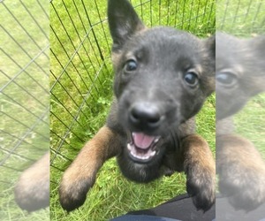 Medium Belgian Malinois