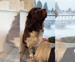 Small #6 Newfoundland