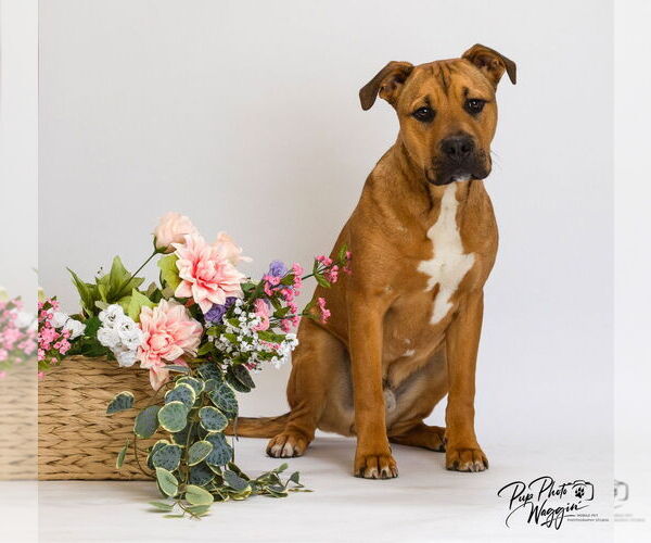 Medium Photo #5 Black Mouth Cur-Unknown Mix Puppy For Sale in Claremore, OK, USA