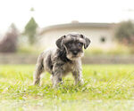 Small Photo #4 Schnauzer (Miniature) Puppy For Sale in WARSAW, IN, USA