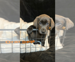 Labrador Retriever Puppy for Sale in CARTHAGE, Illinois USA