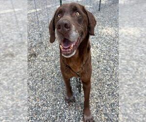 Labrador Retriever Dogs for adoption in Palmetto, FL, USA