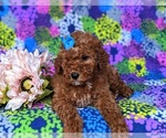 Small Photo #3 Goldendoodle (Miniature) Puppy For Sale in LINCOLN UNIV, PA, USA