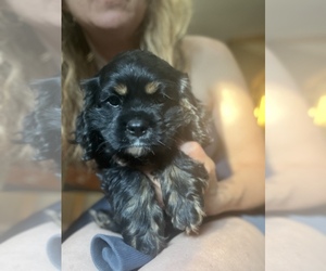 Cavalier King Charles Spaniel Puppy for sale in CENTURIA, WI, USA