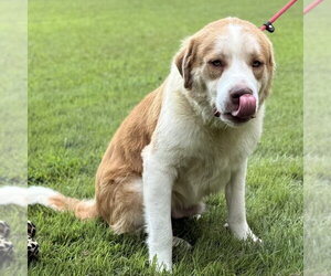 Little T - Male Australian Shepherd Dog for Adoption - Photo #3