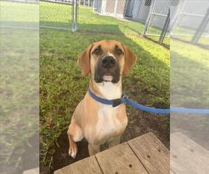 Mastiff-Unknown Mix Dogs for adoption in Vero Beach, FL, USA