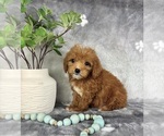 Small #2 Goldendoodle (Miniature)