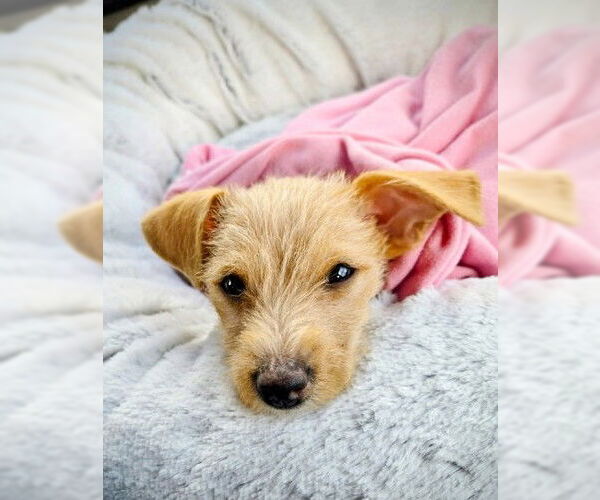 Medium Photo #2 Chihuahua-Unknown Mix Puppy For Sale in Genesee, WI, USA