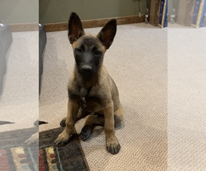Belgian Malinois Puppy for Sale in WESTCLIFFE, Colorado USA