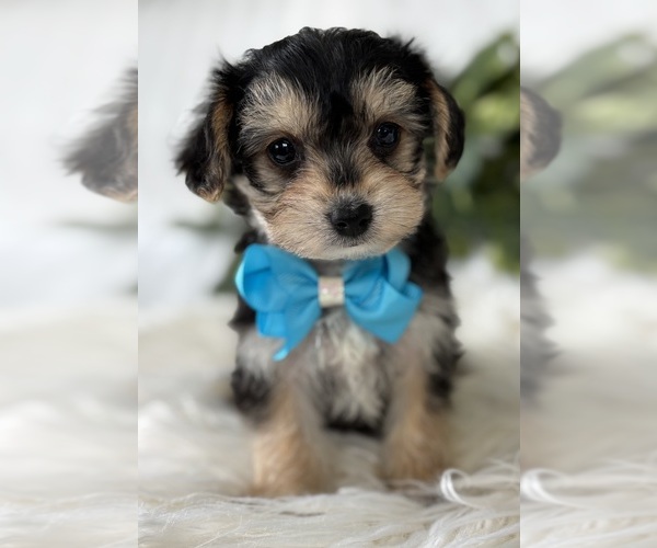 Medium Photo #5 Morkie Puppy For Sale in ROCK STREAM, NY, USA