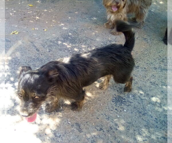 Medium Photo #6 Poodle (Miniature)-Unknown Mix Puppy For Sale in Apple Valley, CA, USA