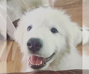 Great Pyrenees Puppy for sale in LOUISBURG, NC, USA