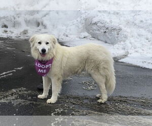 Great Pyrenees Dogs for adoption in Croydon, NH, USA