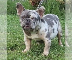 Father of the French Bulldog puppies born on 02/02/2023