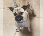 Small #3 Pug