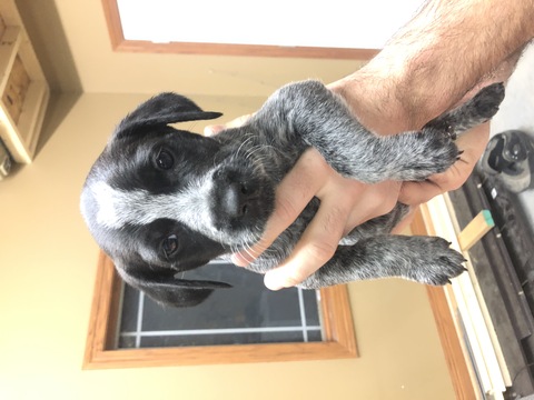 Medium Photo #1 Australian Cattle Dog-Wirehaired Pointing Griffon Mix Puppy For Sale in KEARNEY, NE, USA
