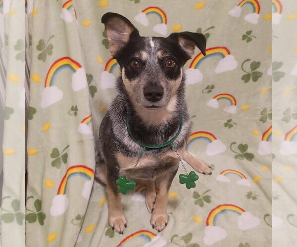 Medium Photo #4 Mutt Puppy For Sale in FAIRLAWN, OH, USA