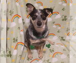 Small #3 Mutt