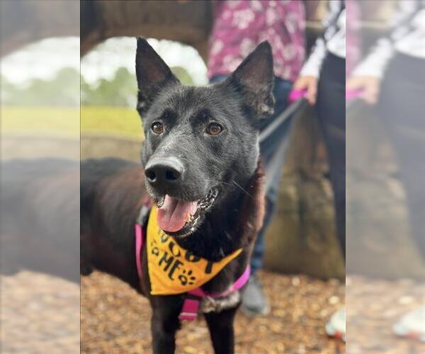 Medium Photo #2 German Shepherd Dog Puppy For Sale in Conroe, TX, USA