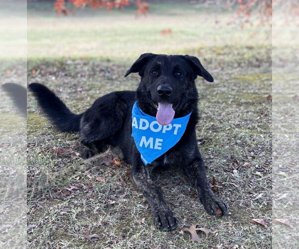 Medium Photo #1 Retriever -Unknown Mix Puppy For Sale in Spring Lake, NJ, USA