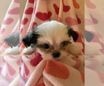 Puppy Puppy 9 Shih Tzu