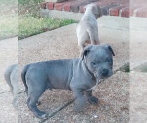American Staffordshire Terrier Puppy for sale in MEMPHIS, TN, USA