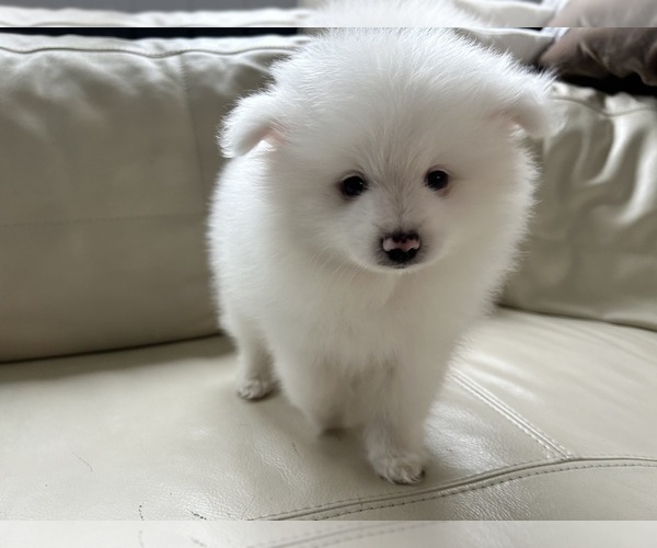 Medium Photo #12 Pomeranian Puppy For Sale in DES MOINES, WA, USA
