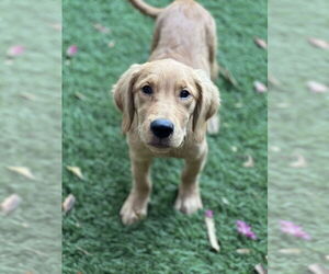 Golden Retriever Dogs for adoption in Dana Point, CA, USA