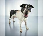 Small #5 Boxer Mix