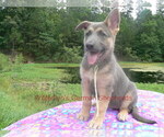Small #10 German Shepherd Dog