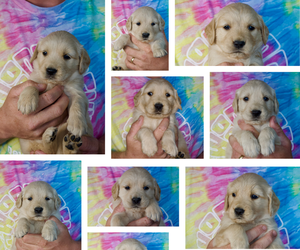 Golden Retriever Litter for sale in BENNETT, CO, USA