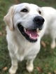 Small Photo #4 Golden Retriever Puppy For Sale in MACON, GA, USA