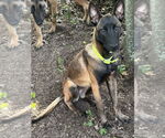 Small #2 Mutt