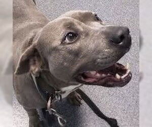 Diamond - Female American Pit Bull Terrier Dog for Adoption - Photo #4
