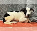 Small #1 Labrador Retriever Mix