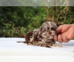 Small #12 ShihPoo
