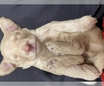Small Photo #8 Goldendoodle Puppy For Sale in CHULA VISTA, CA, USA