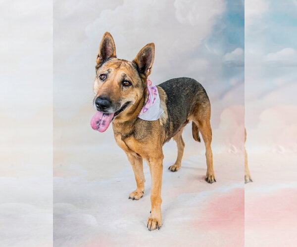 Medium Photo #2 German Shepherd Dog-Unknown Mix Puppy For Sale in Pasadena, CA, USA