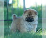 Small #1 Chow Chow